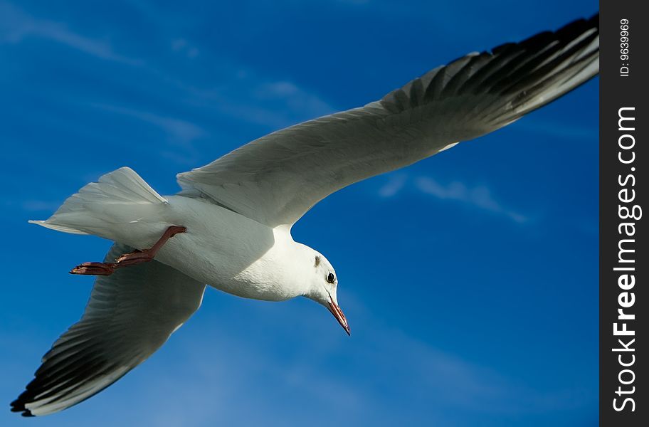 Seagull flying over blue sky