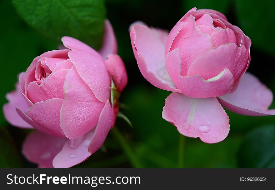 Flower, Pink, Rose Family, Plant