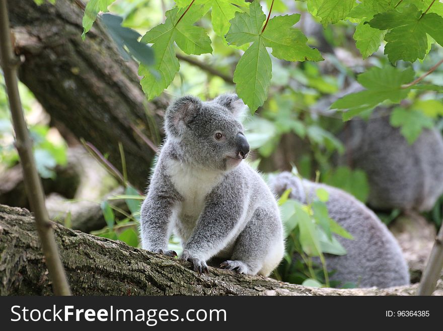 Koala Bear on Grey Wood Trunk on Daytime