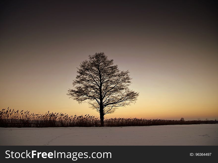 Silhouette Bare Tree on Landscape Against Sky during Sunset
