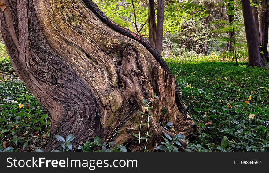 Tree Trunk Surrounded By Green Grass