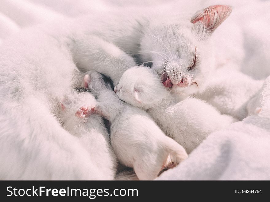 Mother Cat Caressing Her Kittens