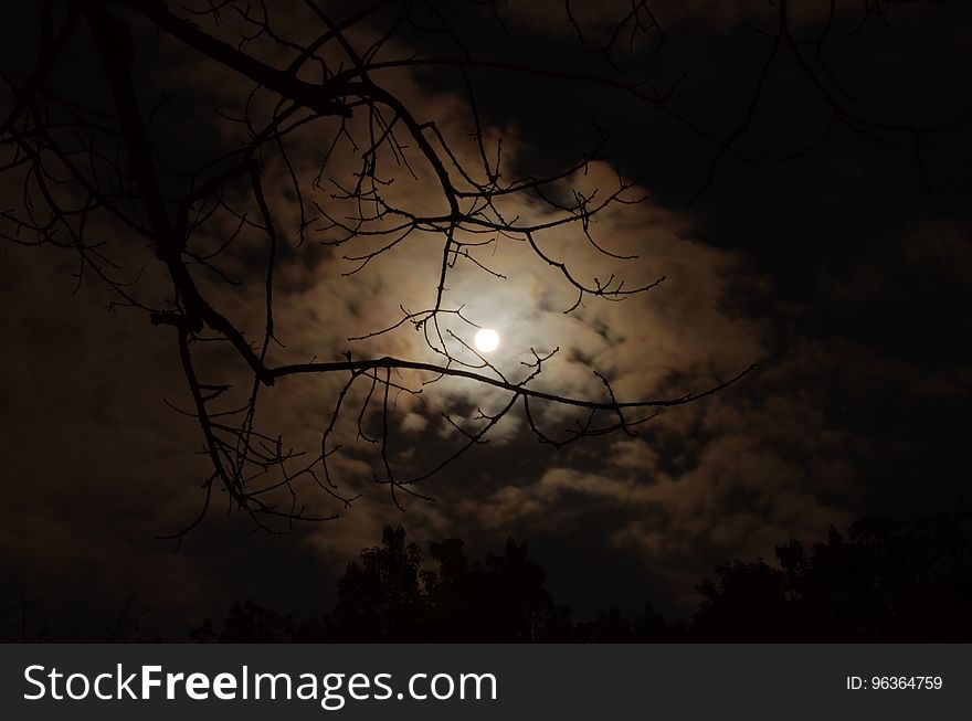 Silhouette of Tree Branch Under White Cloudy Skies during Nighttime