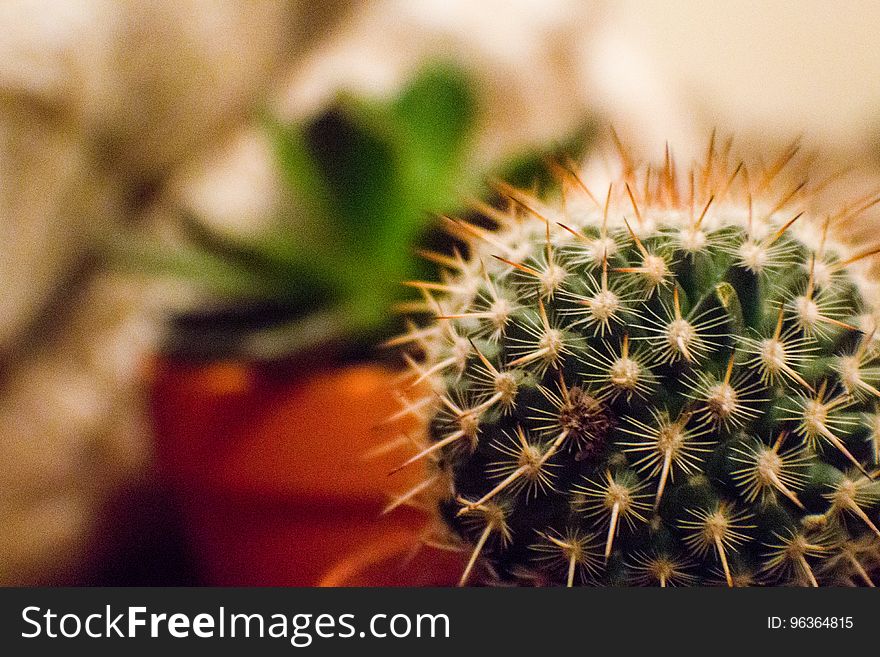 Orange and Green Cactus Plant in a Selective Focus Photography during Daytime