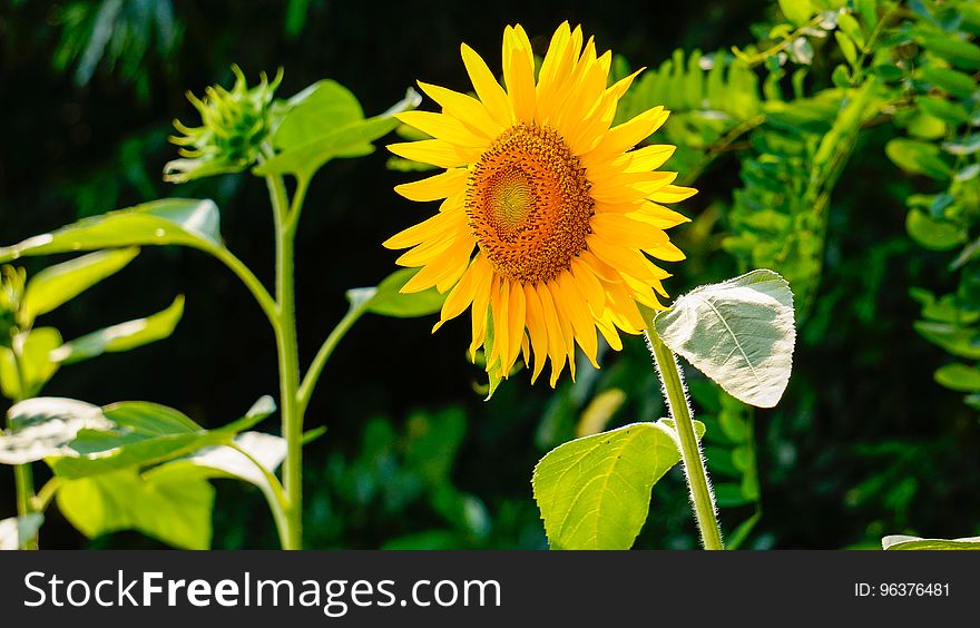 Flower, Sunflower, Plant, Flowering Plant