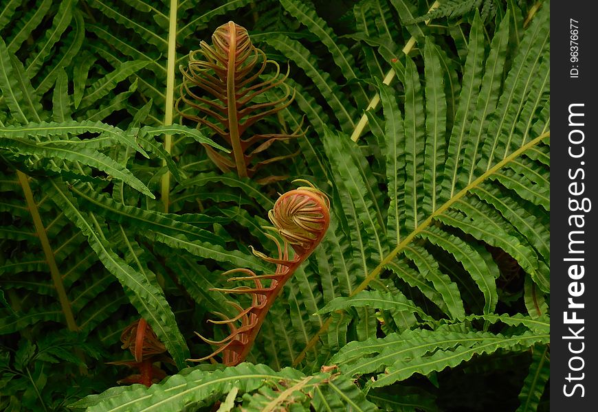 Plant, Ostrich Fern, Vegetation, Ferns And Horsetails