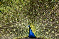 Paradise Bird Peacock Royalty Free Stock Image