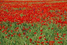 Poppy Field Royalty Free Stock Images