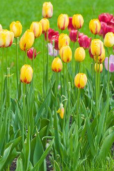 Tulips - A Bright Flower Bed. Stock Image