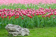Tulips - A Bright Flower Bed. Royalty Free Stock Photos Tulips - A Bright Flower Bed. Royalty Free Stock Photos