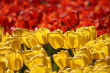 Bed Of Tulips Royalty Free Stock Photo