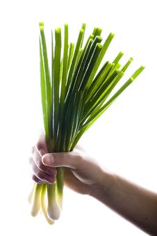 Bunch Of Green Onions In Hand Stock Photography Bunch Of Green Onions In Hand Stock Photography