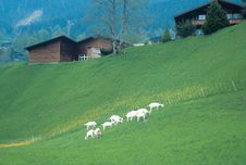 Rural Scene Stock Photography