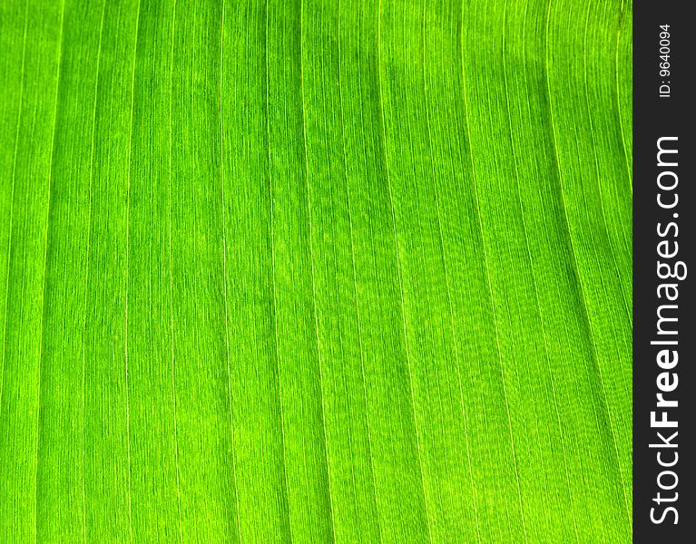 Green. palm-leaf as a background