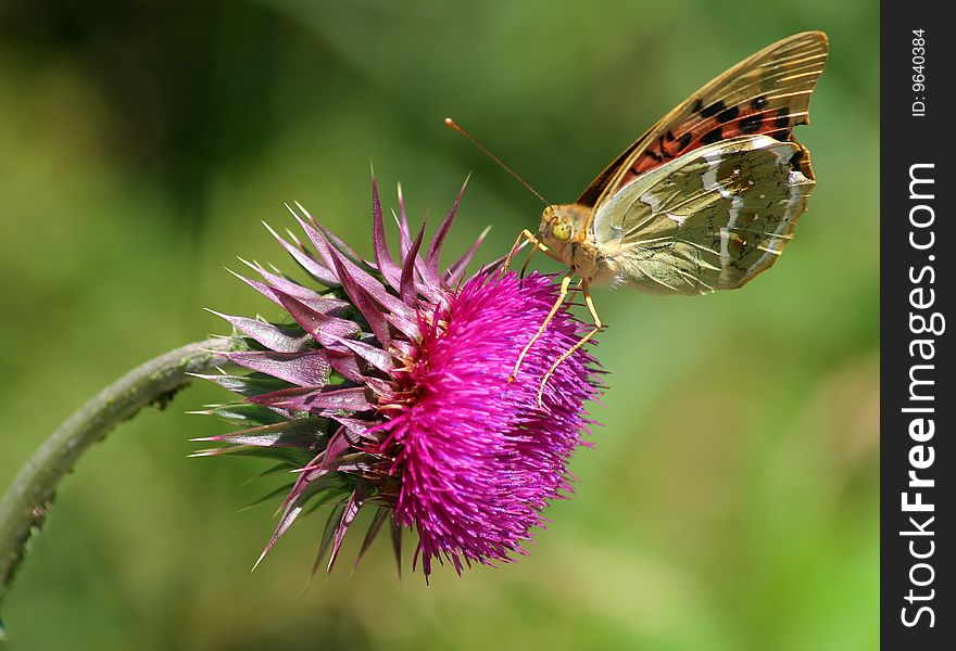 The butterfly on the thistle flowers vested.
