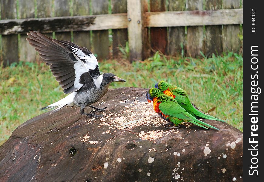 Rosella's and Magpie in Garden morning quest. Rosella's and Magpie in Garden morning quest