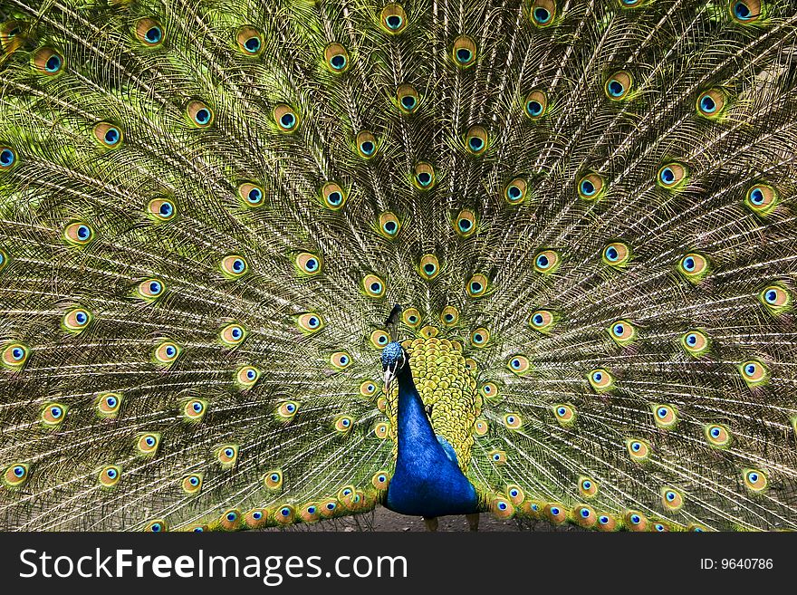 A picture of a paradise bird  peacock flaunting its iridescent colorful train and plumage. A picture of a paradise bird  peacock flaunting its iridescent colorful train and plumage