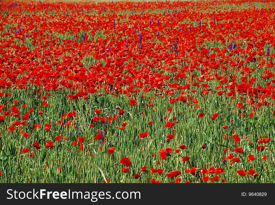 Field of red poppy flowers. Wild poppy. Field of red poppy flowers. Wild poppy.