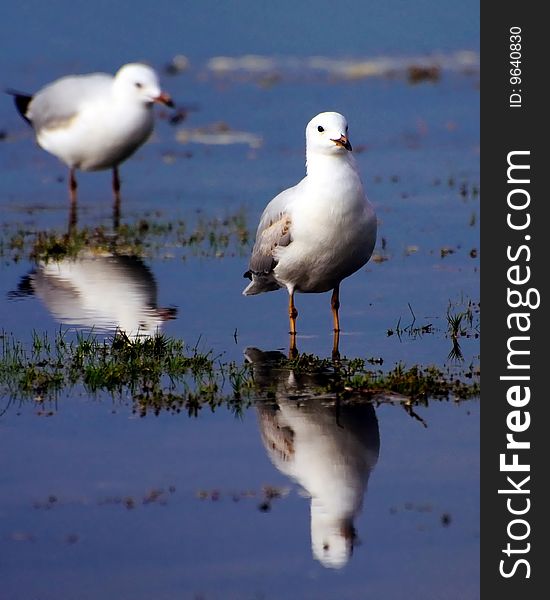 Seagulls And Their Reflections