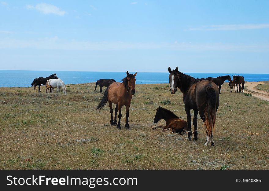 A group of  horses on an sea beach