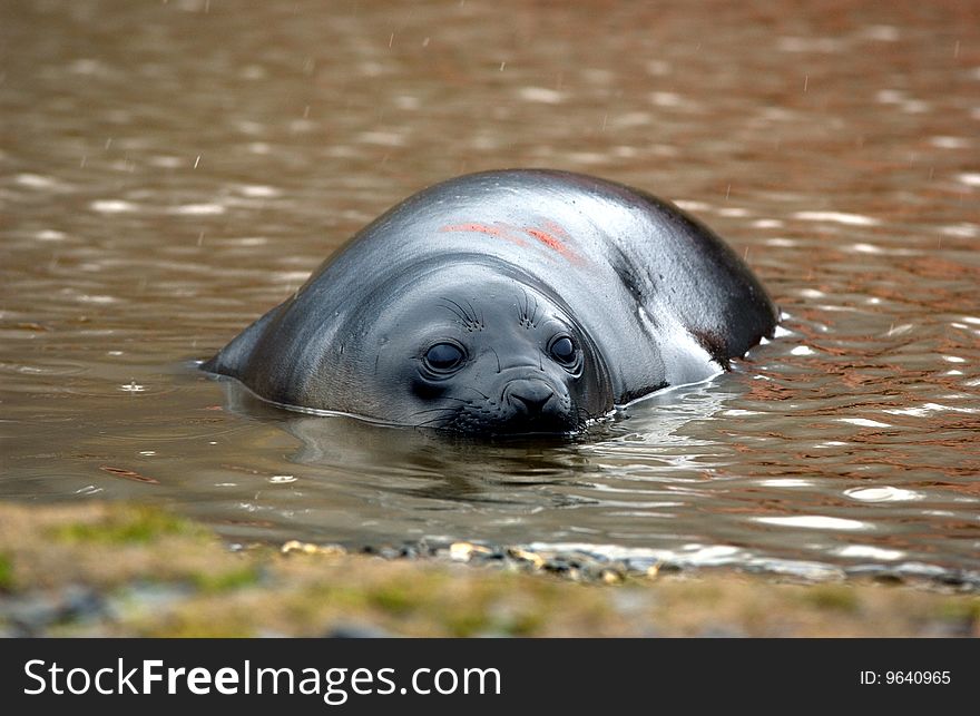 Closeup portrait of single  seal