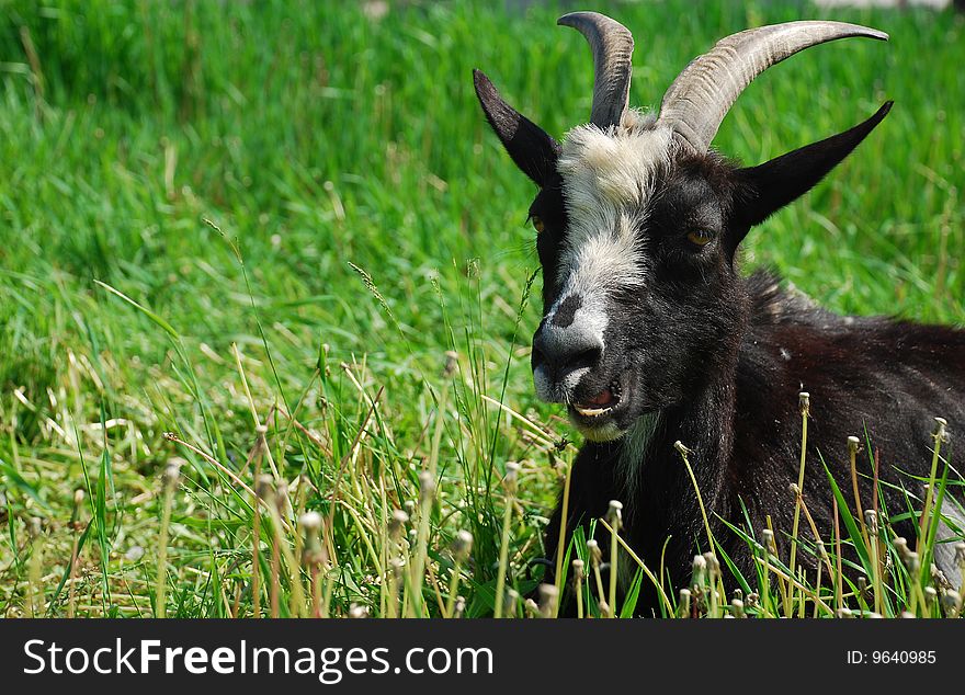 Smiling goat on a background a green grass
