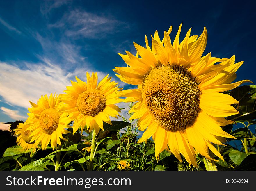 A picture of gold sunflowers  on a background of the dark blue sky. A picture of gold sunflowers  on a background of the dark blue sky