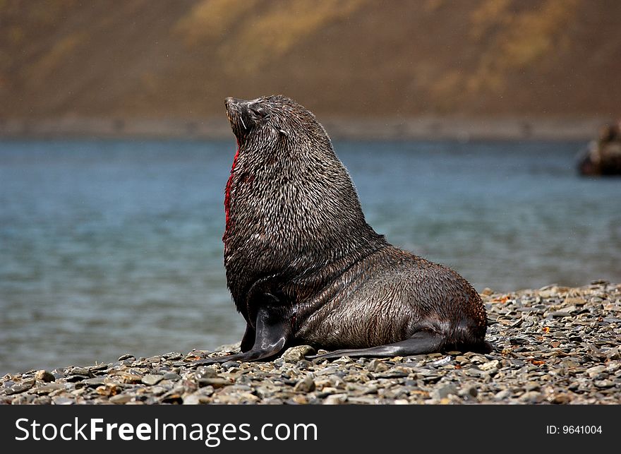 Closeup portrait of single  seal with blood