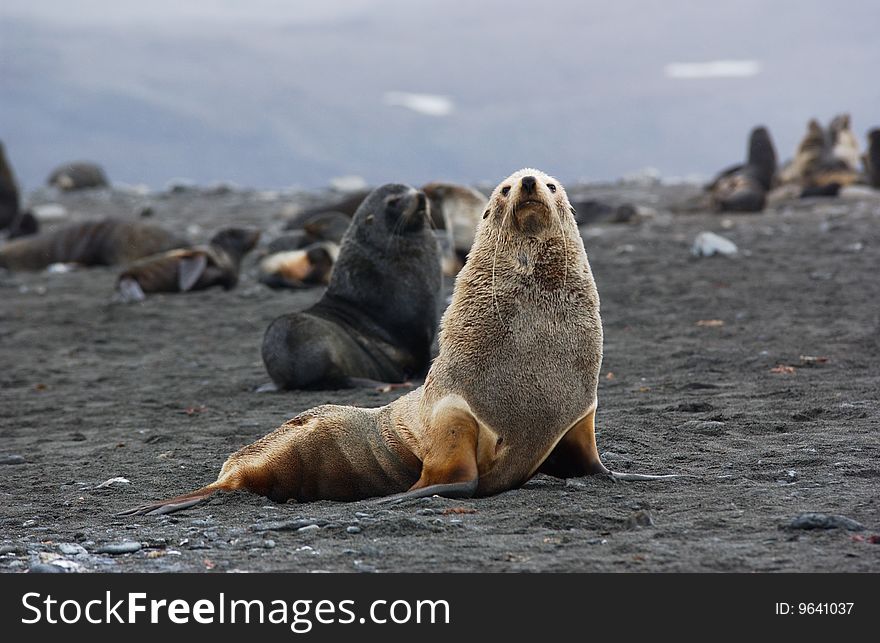 Seal albino