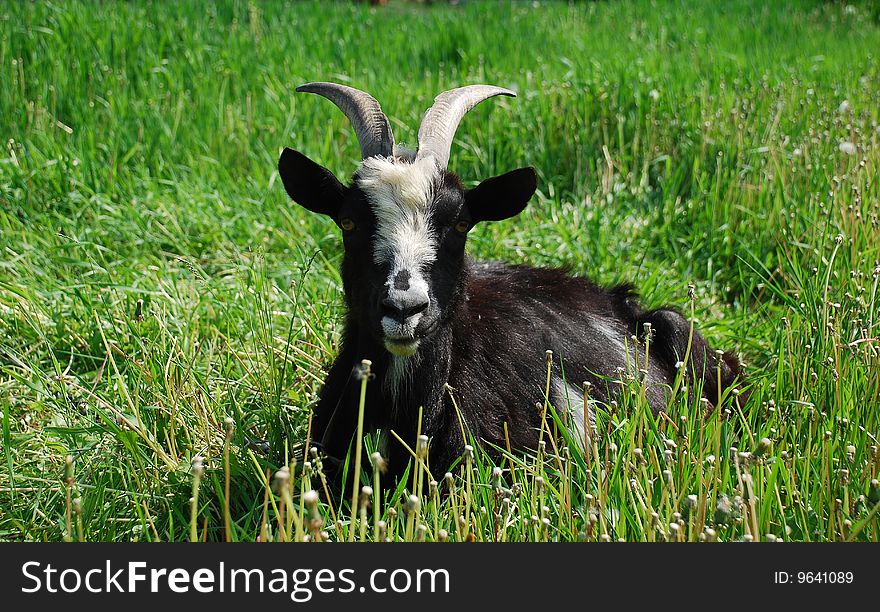 Goat on a background a green grass