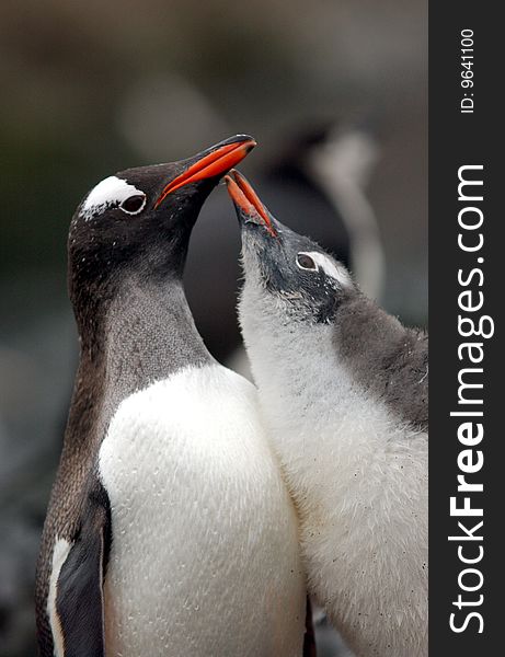 Funny Gentoo penguin with tham colony mother feeds her puppy