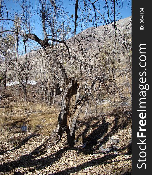 Mountain Tree Under Autumn Sun