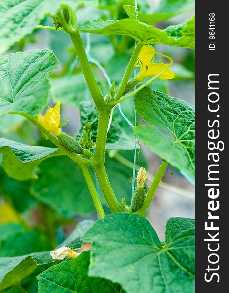 Cultivation Of Vegetables In A Hothouse.