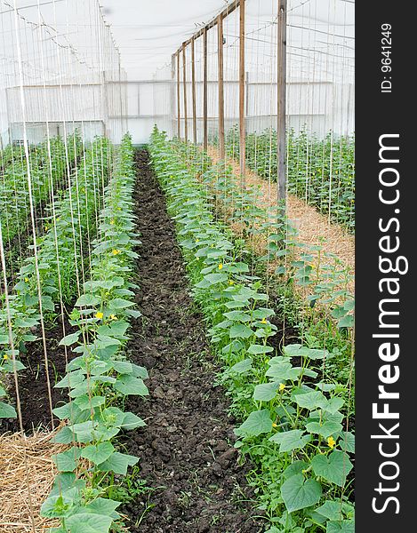 Cultivation Of Vegetables In A Hothouse.