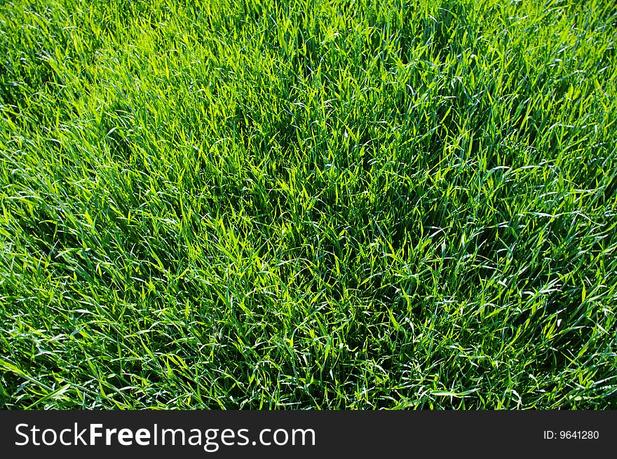 Background green lawn freshly mowed