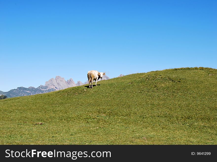 A cow in a pasture with blue sky at the background. A cow in a pasture with blue sky at the background