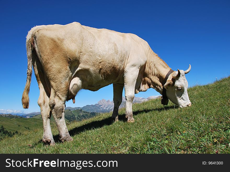 A cow in a pasture with blue sky at the background