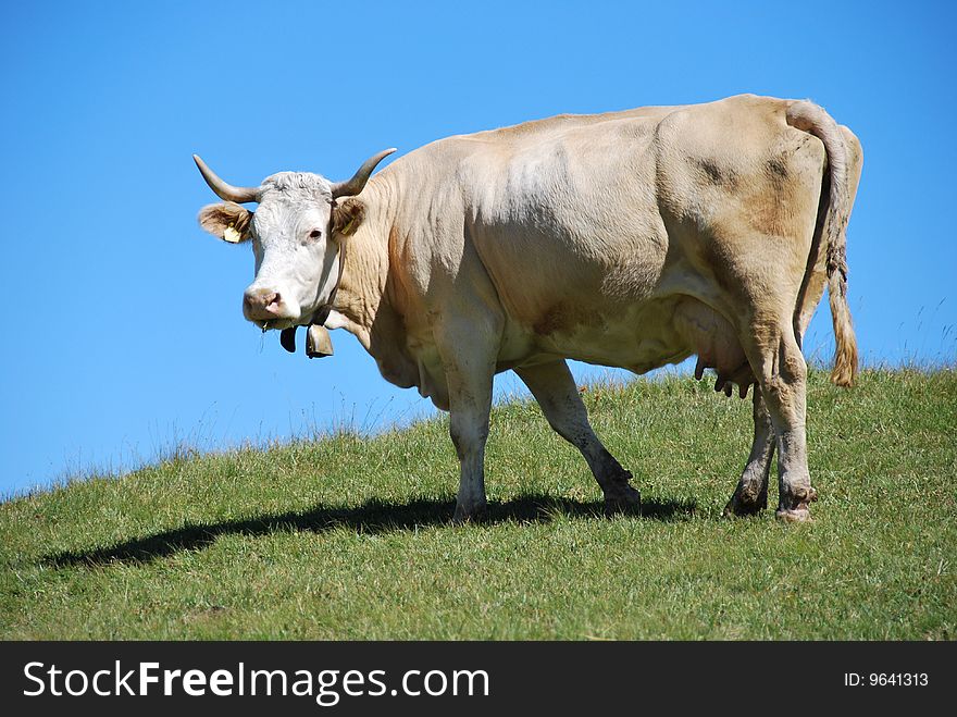 A cow in a pasture with blue sky at the background