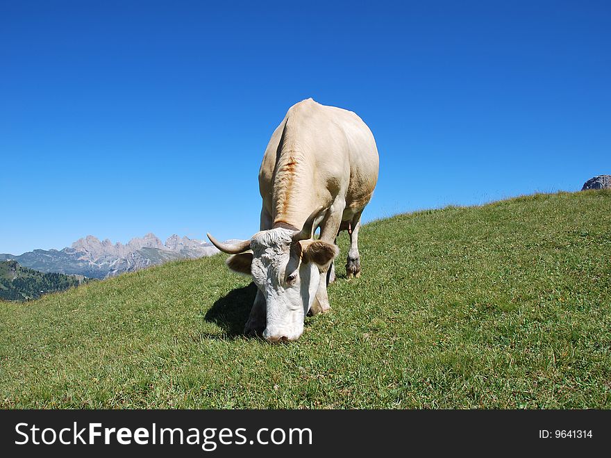 A cow in a pasture with blue sky at the background