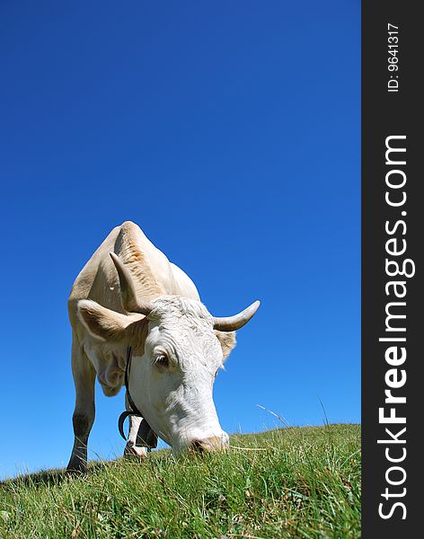 A cow in a pasture with blue sky at the background