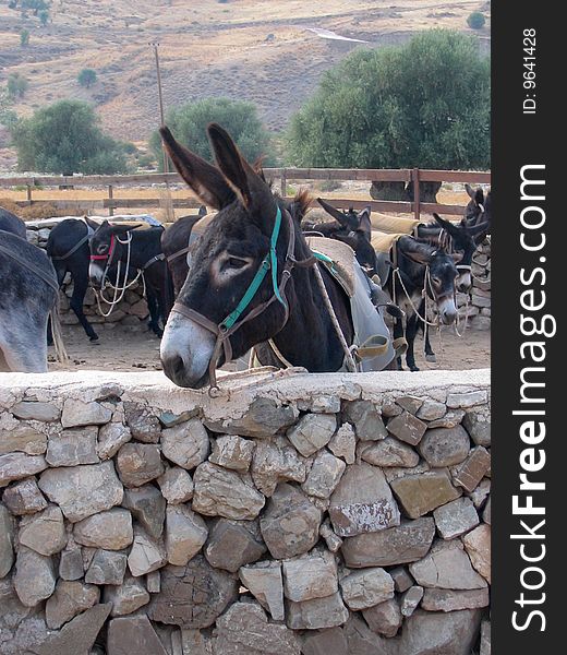 Donkey on a farm with a stone wall