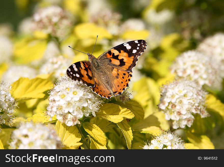 The butterfly sits on a blossoming decorative bush. The butterfly sits on a blossoming decorative bush