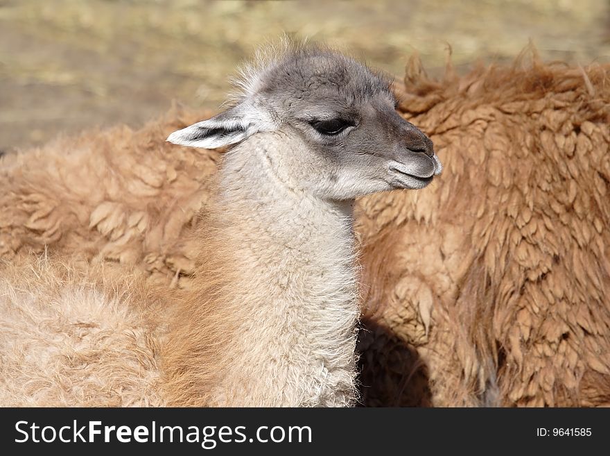 Young of the Llama with mother. Young of the Llama with mother.