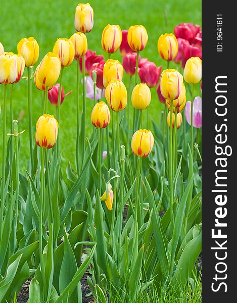 Tulips - A Bright Flower Bed.