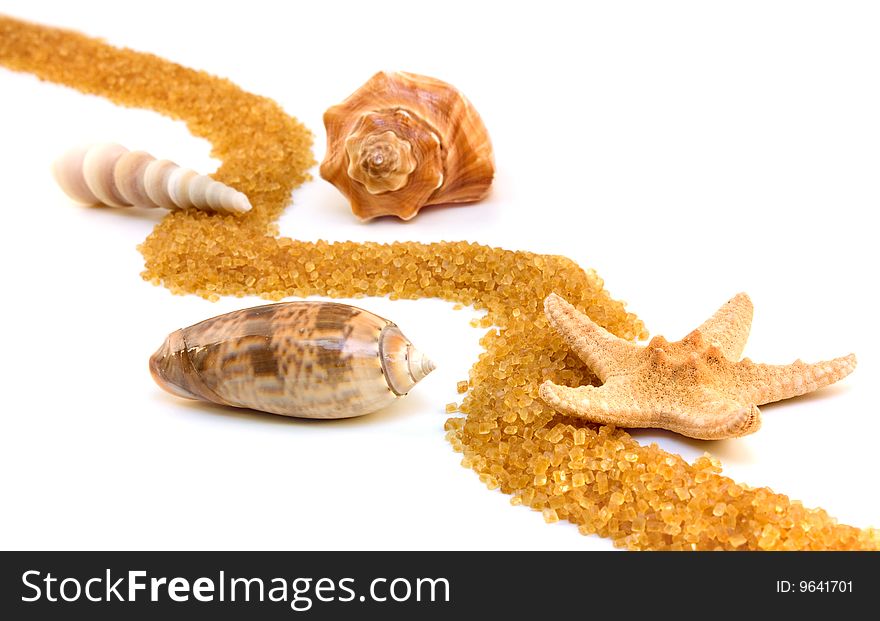 Seashells and starfish with colden wave