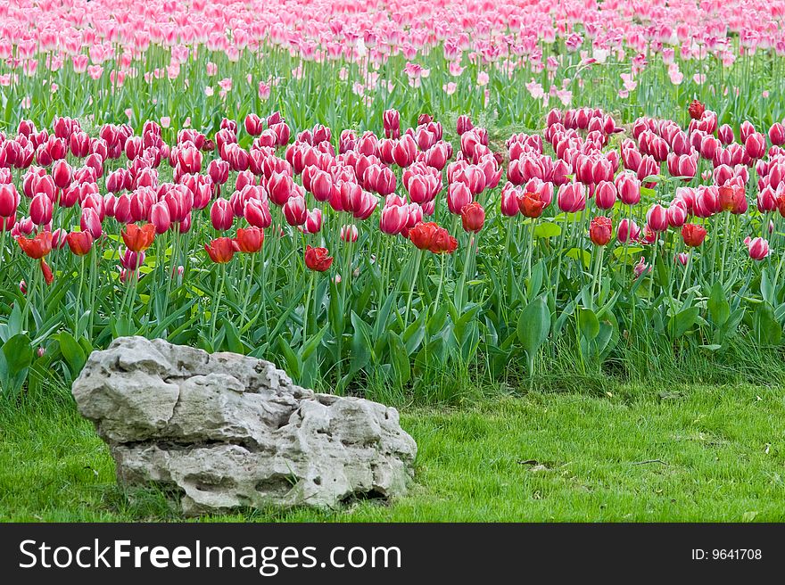 Tulips - A Bright Flower Bed.