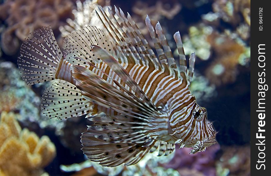 Portrait of nice lion fish. Portrait of nice lion fish