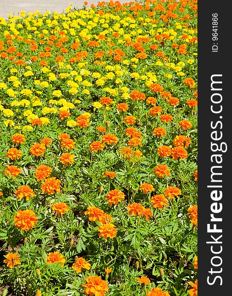 Field of marigold. Green grass and yellow (orange) flowers. Spring and primrose. In the bright sun. Explode and bloom. Field of marigold. Green grass and yellow (orange) flowers. Spring and primrose. In the bright sun. Explode and bloom.