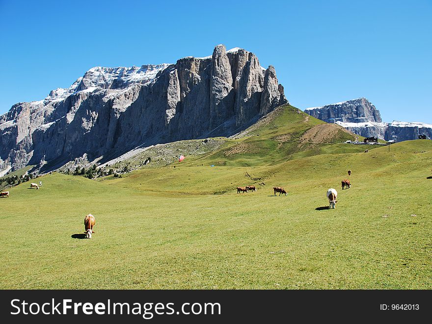 A cows in a pasture with blue sky and mountains at the background. A cows in a pasture with blue sky and mountains at the background