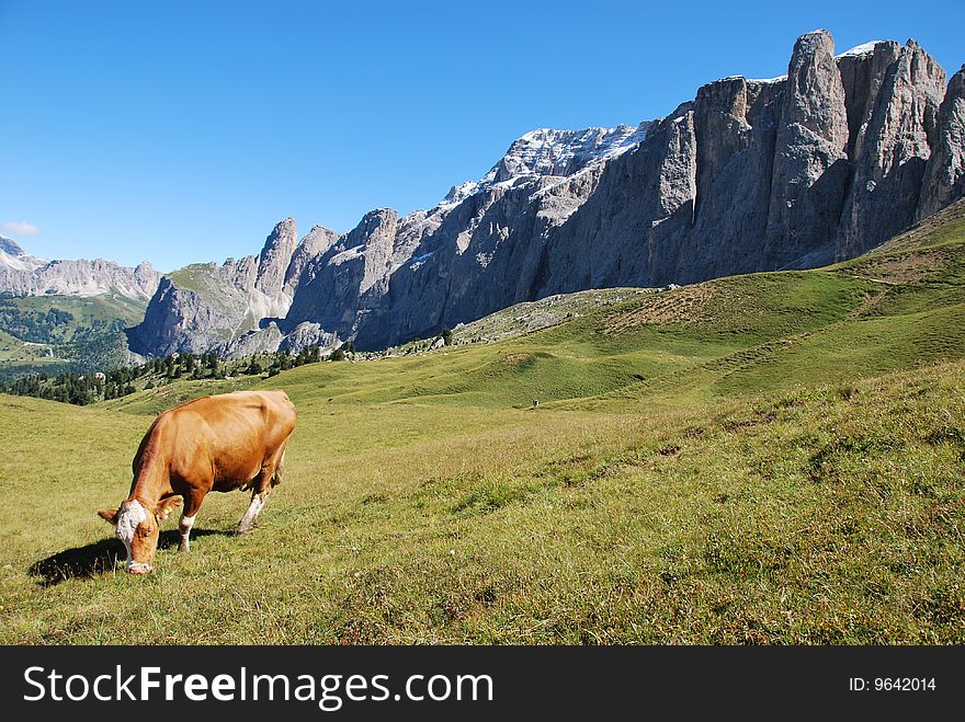 A cow in a pasture with blue sky at the background. A cow in a pasture with blue sky at the background
